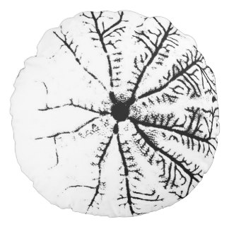 324x324 White Sand Dollar Pillows