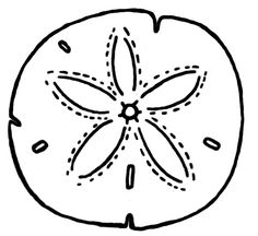 236x216 Sand Dollar Illustration