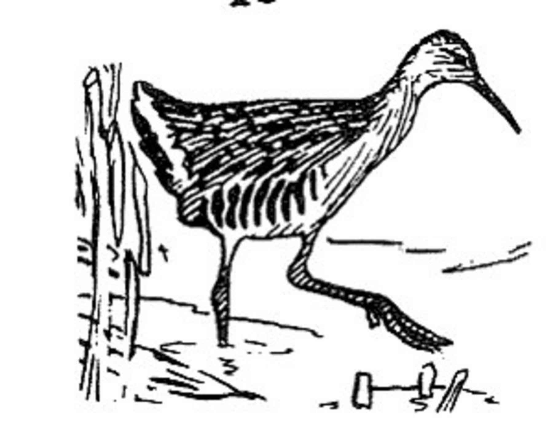 1800x1374 Filerallus Elegans King Rain Bird Line Drawing.jpg