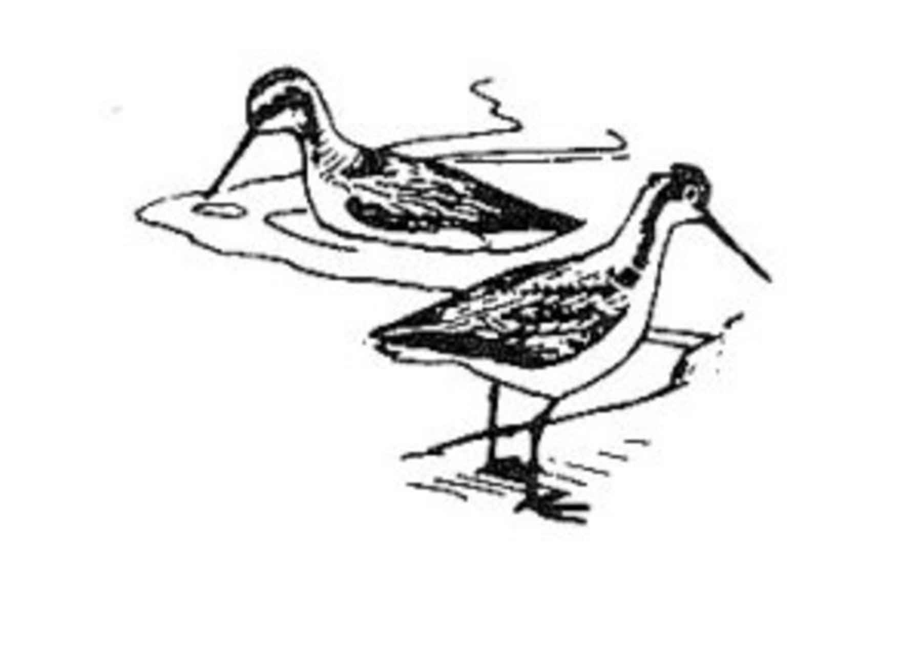 1800x1260 Free Picture Line, Art, Illustration, Black And White, Image, Birds