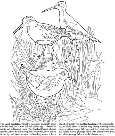 474x562 Sandpipers Drawing
