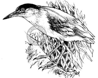 340x270 Sharp Tailed Sandpiper Pencil Drawing Bird Art Wildlife Art