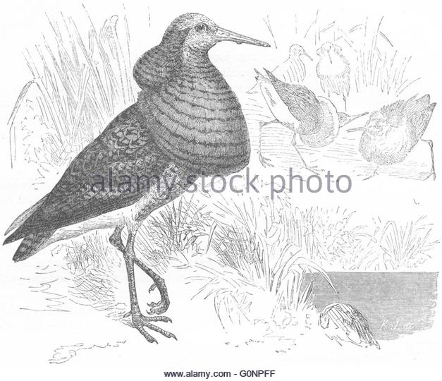 627x540 Wood Sandpiper Cut Out Stock Images Amp Pictures