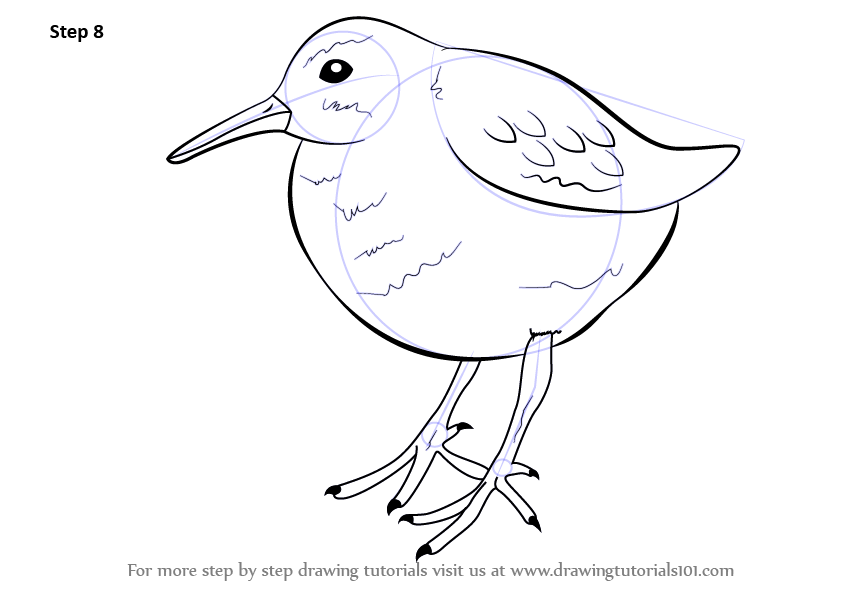 845x598 Sandpiper Line Drawing