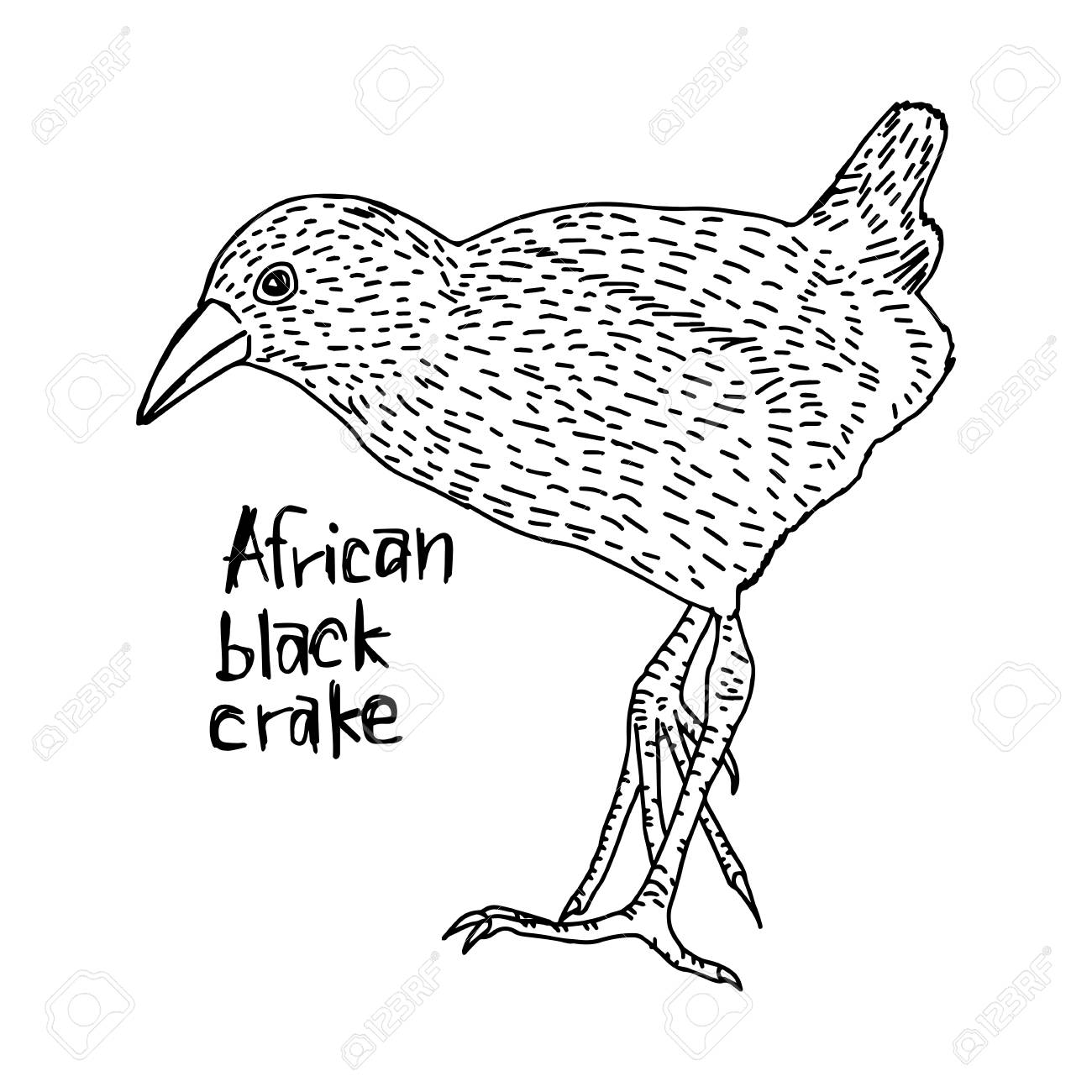 1300x1300 African Black Crake