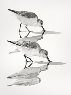 236x315 Bird Drawing Inspire Drawings, Birds And Bird Drawings