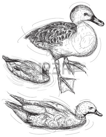 348x450 Duck Sketches, Hand Drawn Sketches Of Ducks. Royalty Free Cliparts