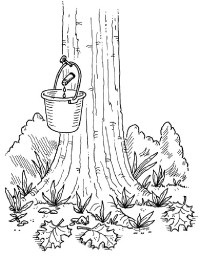 200x257 Homemade Maple Syrup Howstuffworks