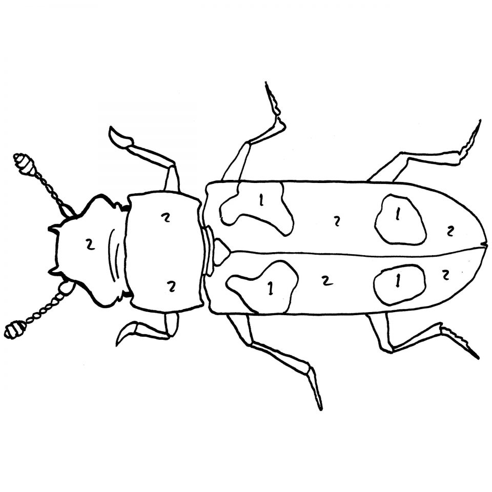 960x960 Printable Sap Beetle Coloring Sheet For Toddlers