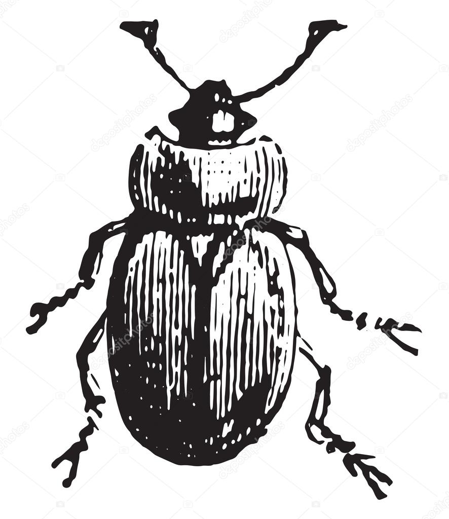 886x1024 Sap Beetle, Vintage Engraving. Stock Vector Morphart
