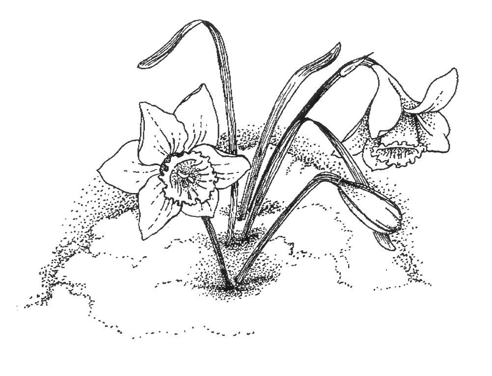 1002x765 Small Wonders Spring Sap Rising