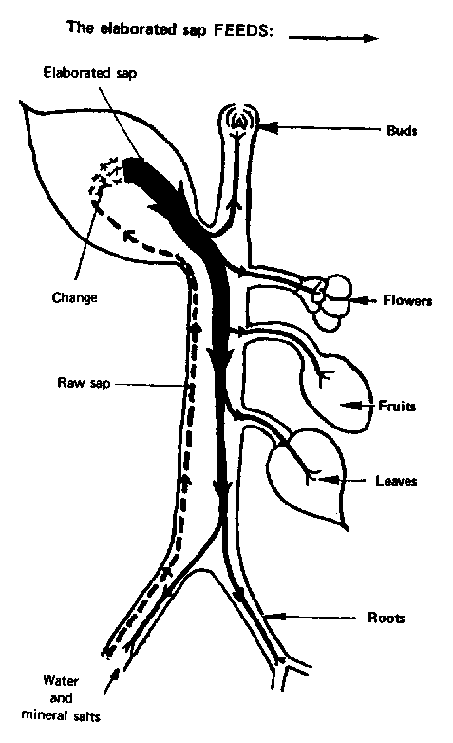 453x743 The Plant The Stem The Buds The Leaves The Leaves What Are