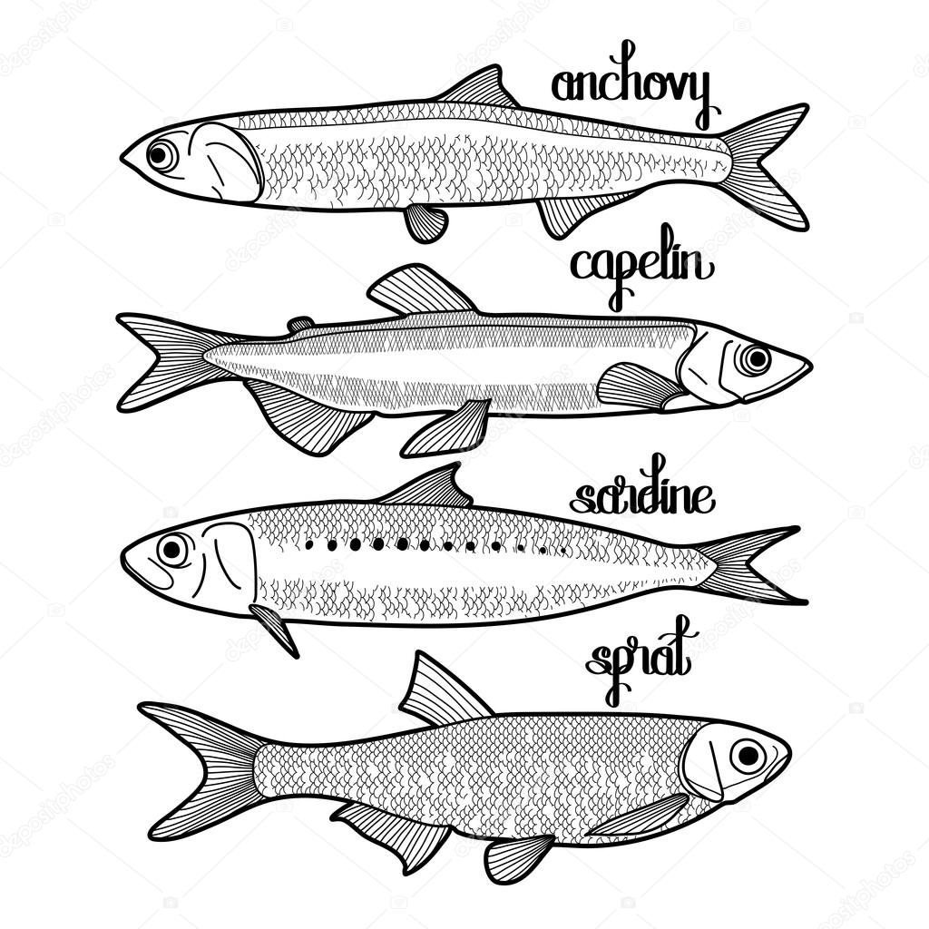 1024x1024 Graphic Small Fish Collection Stock Vector Homunkulus28