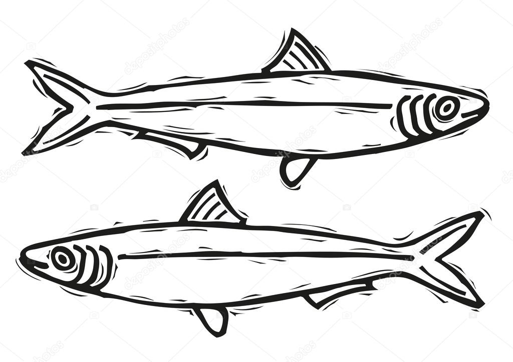 1024x724 Sardine Stock Vector Thunalab