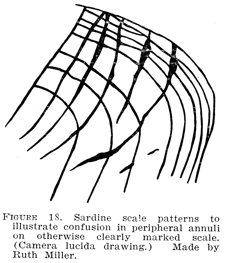 768x898 The California Sardine