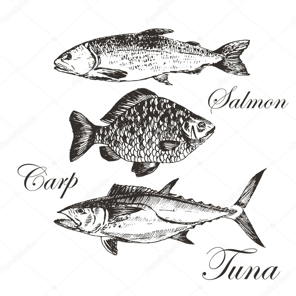 1024x1024 Vector Fish Sketch Drawing