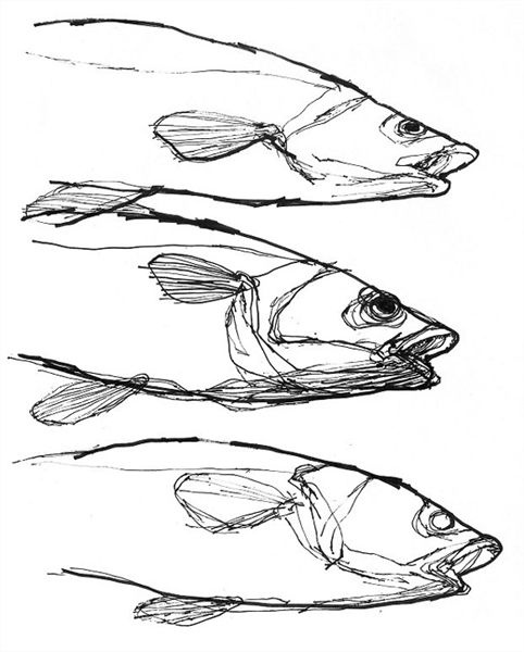 Sardines Drawing at GetDrawings | Free download