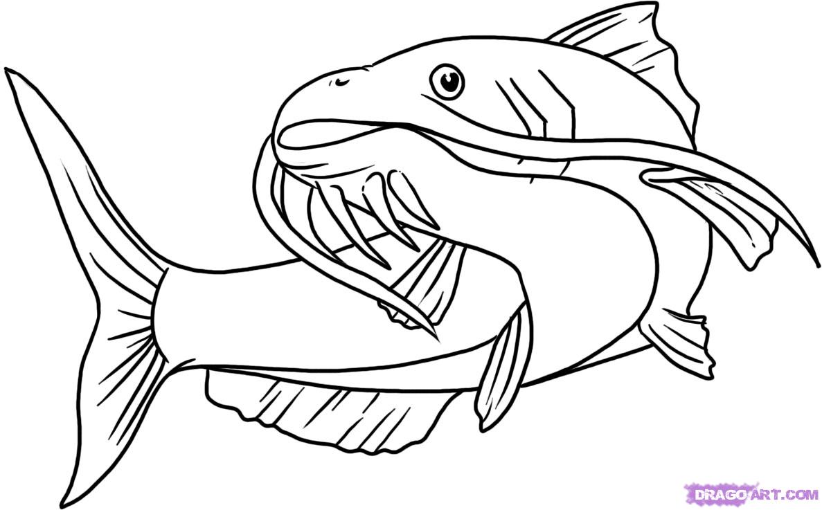 1187x737 Free Catfish Clipart