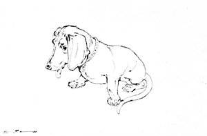 300x197 Sausage Dog Drawings Fine Art America