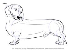 236x166 Wiener Dog With Color Pencils [Time Lapse] Drawing Tutorials