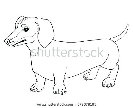 Sausage Dog Drawing at GetDrawings | Free download