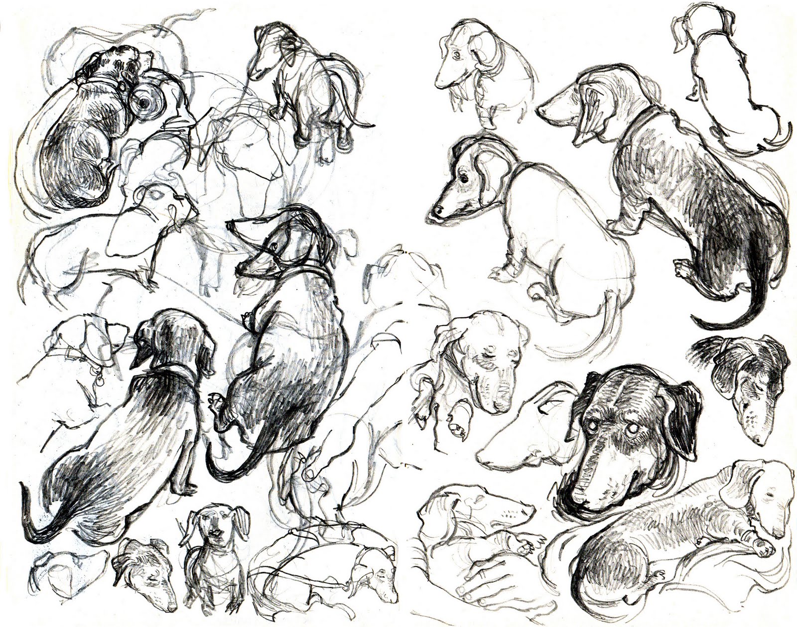 1600x1259 Sausage Dog Archives