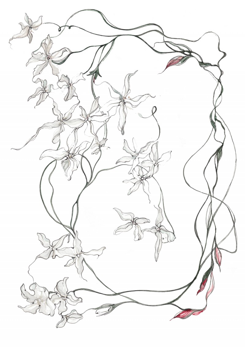 800x1132 Botanical Artist Line Drawing Scale