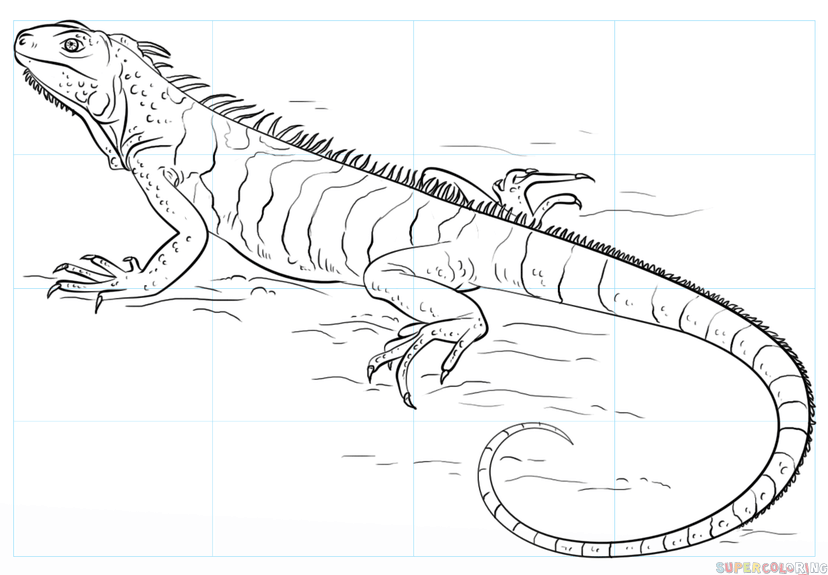 828x575 How To Draw An Iguana Step By Step Drawing Tutorials