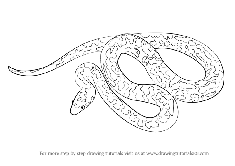 800x565 Learn How To Draw A Spotted Python (Snakes) Step By Step Drawing