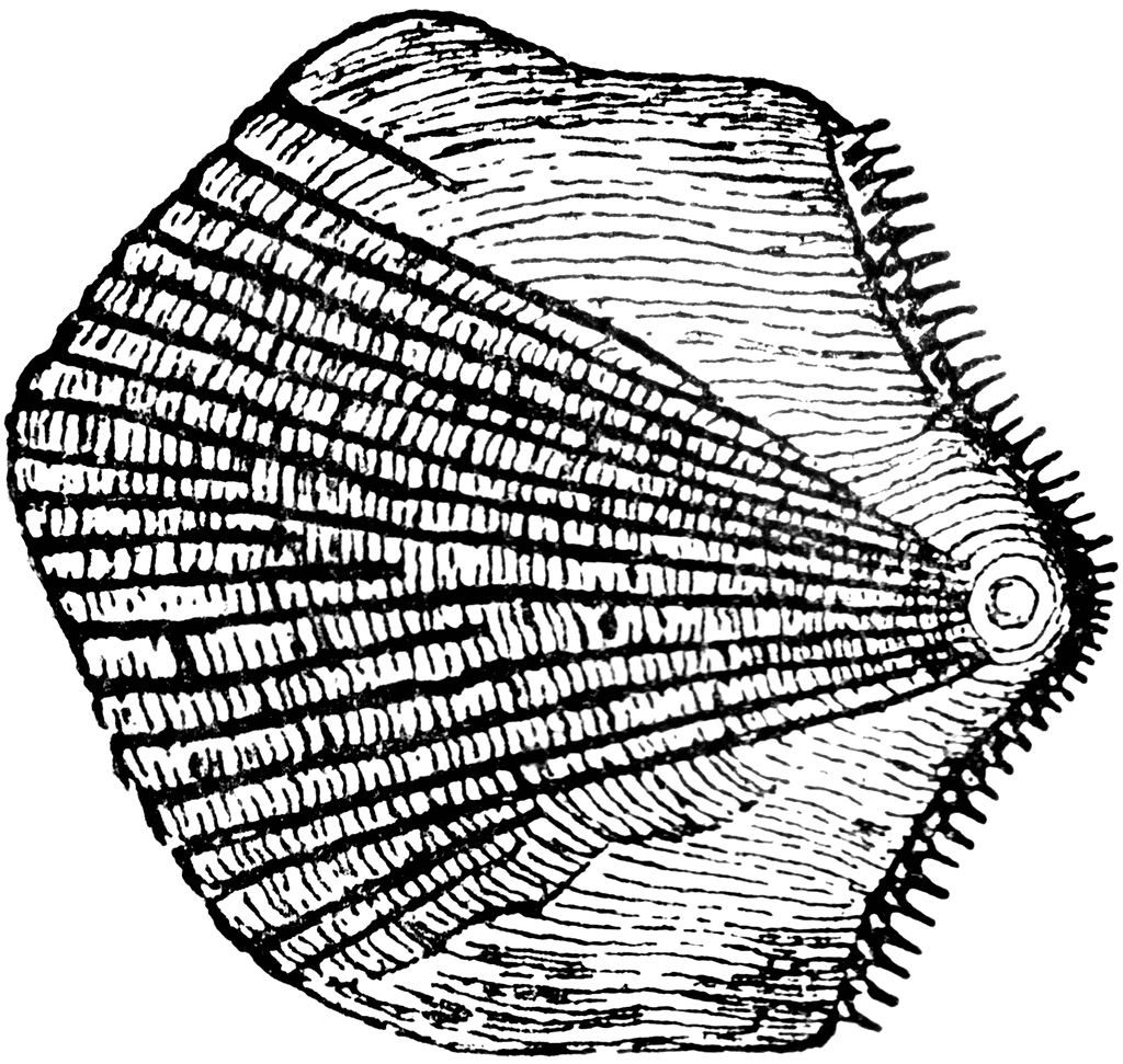 1024x971 Fish Scale Drawing