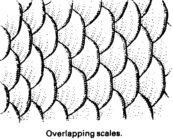 700x562 Fish Scales. Line Drawing. [Adornment.] Experimental.
