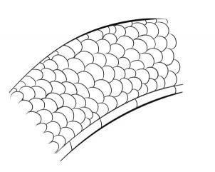 302x241 Drawn Snake Scale Drawing