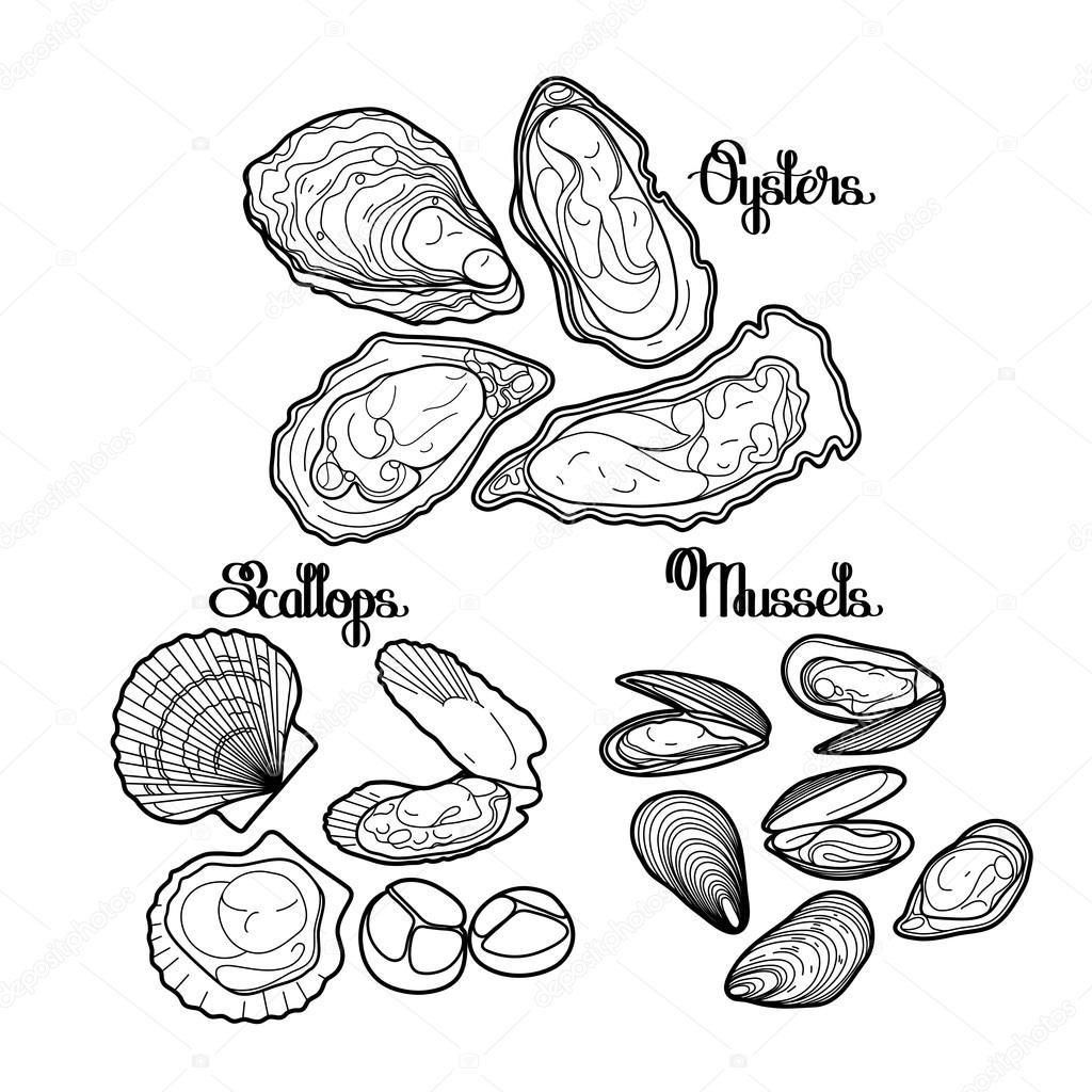 1024x1024 Graphic Vector Mussels, Oysters And Scallops Stock Vector