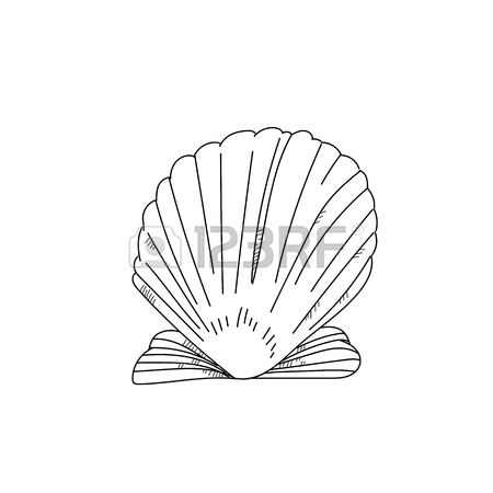 450x450 Hand Drawn Scallop Shell Sketch On White Background Stock Photo