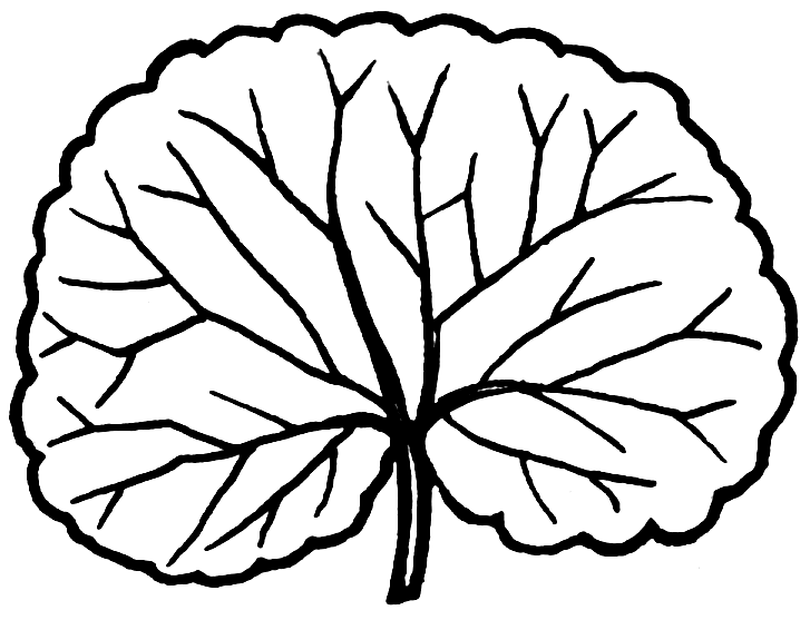 727x557 Scallop Drawing