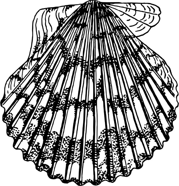580x600 Scallop Free Vector In Open Office Drawing Svg ( Svg ) Vector