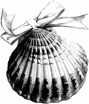 300x351 Scallop Shell Drawing
