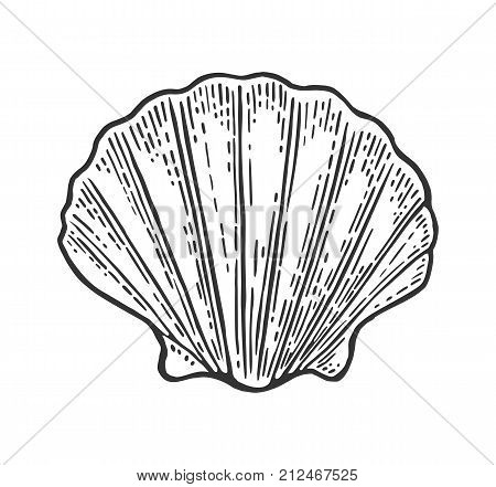 450x441 Scallop Shell Images, Illustrations, Vectors