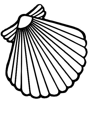 370x478 Scallop Shell