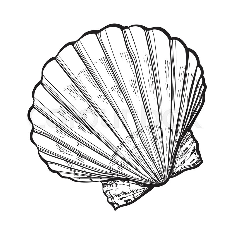 800x800 Scallop Sea Shell, Sketch Style Vector Illustration Isolated