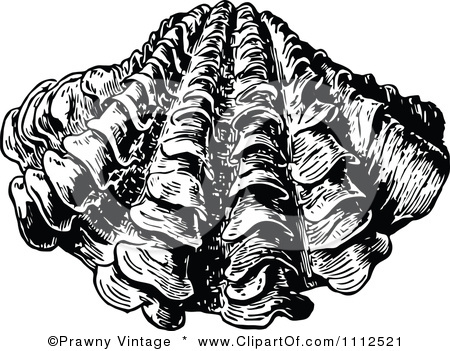 450x351 Clipart Vintage Black And White Scallop Shell