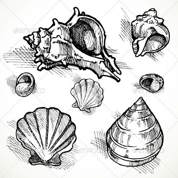 590x589 Drawn Shell Beach