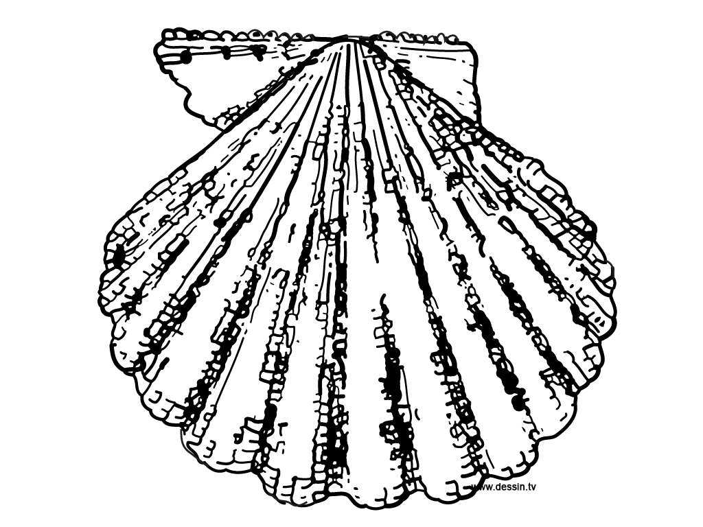 1024x768 Printable Seashell Coloring Pages For Kids Page Mandala Animal