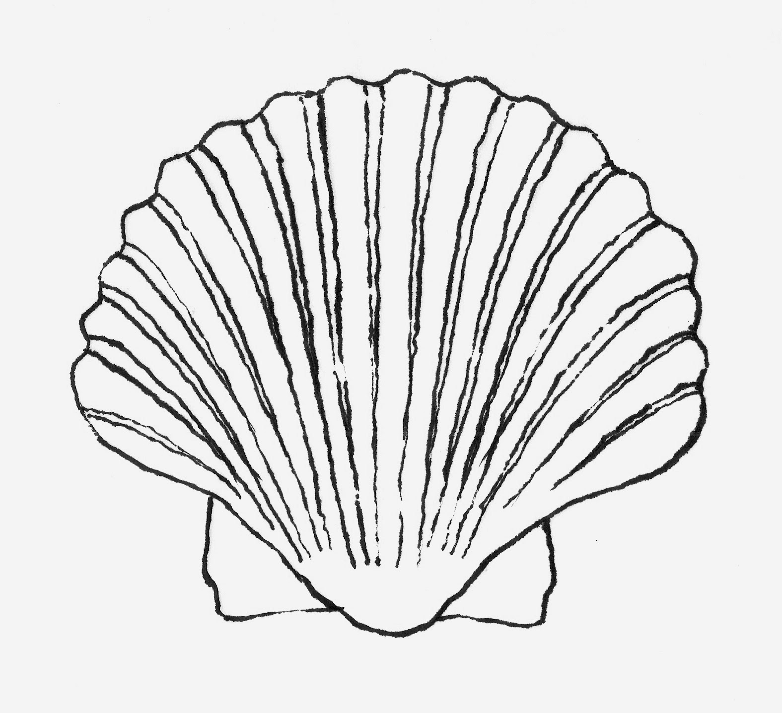 1575x1437 Printable Shell Line Drawing