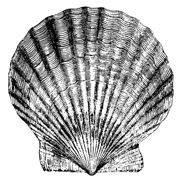 Scallop Shell Drawing at GetDrawings | Free download