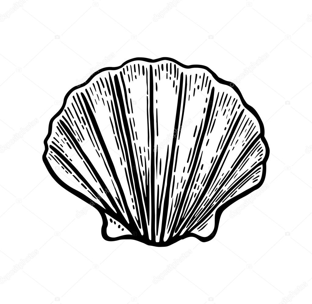 1024x998 Sea Shell Scallop. Black Engraving Vintage Illustration. Isolated