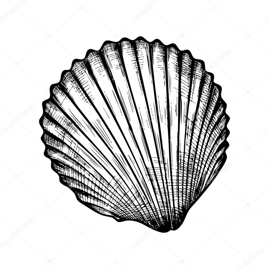 1024x1024 Seashell On White Background Stock Vector Mamamariagood