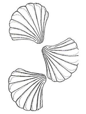 300x400 Chocolate Mould Scallop Shell Value Baking Supplies