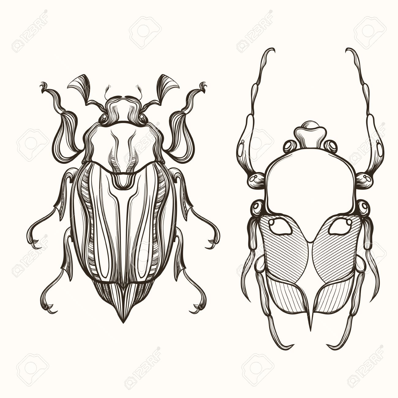 1300x1300 Hand Drawn Engraving Sketch Of Scarab Beetle And May Bug. Design