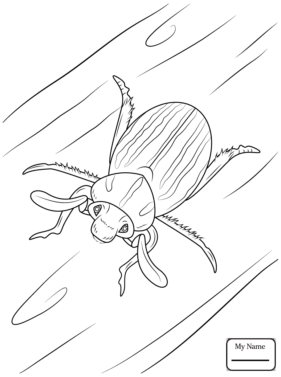 Scarab Beetle Coloring Pages
